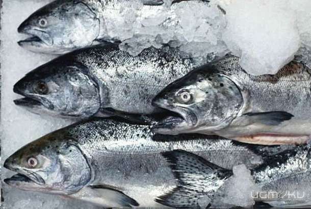 В Орле арестовали почти 50 кг рыбной и мясной продукции