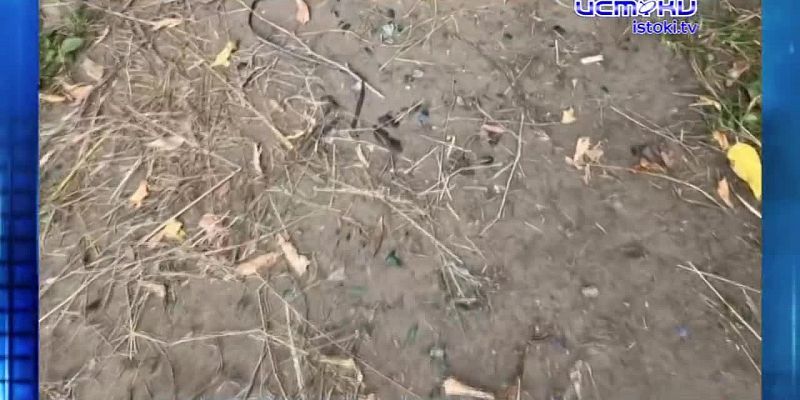 Тернистый путь к знаниям. Экспресс - новости.