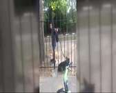 Орловчане отобрали собаку у владельца-живодера