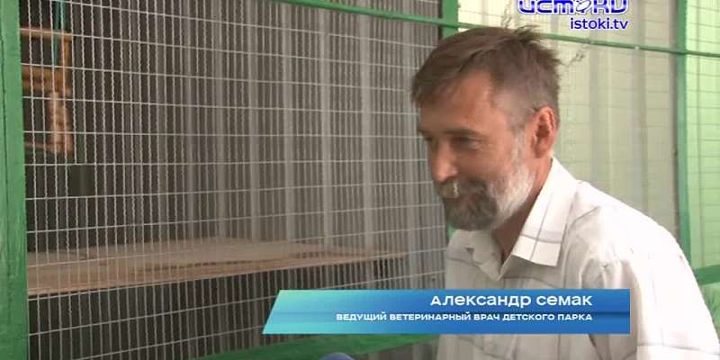 В детском парке поселился... Мартышка Абу желает познакомиться с юными орловчанами