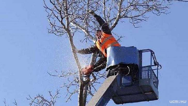 Три дня в Орле будут отключать электричество из-за вырубки деревьев