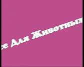 Farmina: счастлив питомец — счастливы вы!