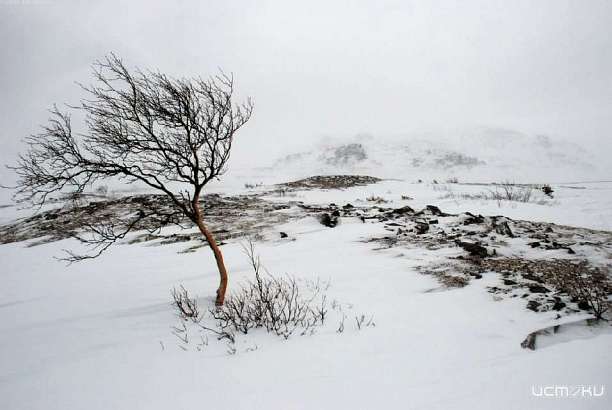 В ближайшие сутки на Орловщине ожидаются порывы ветра до 18 м/с