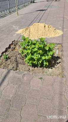 В Орле без причины выпиливают молодые деревья