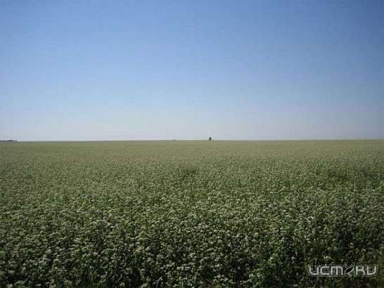 На поддержку растениеводства в Орловской области выделено почти 242 млн рублей