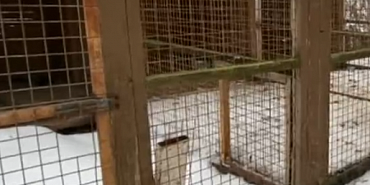 В с. Болотовские Дворы Орловского МО не в полной мере соблюдаются требования к обустройству приюта для животных.