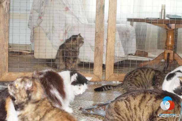 В школах Орла стартовала акция помощи бездомным животным