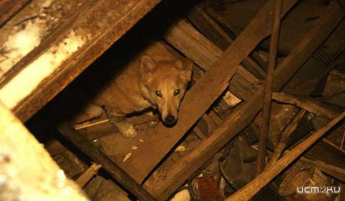 В подвале орловчанки застряла соседская собака. Без помощи спасателей не обошлось