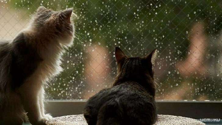 Генеральная репетиция осени: дождь пока не покидает Орел