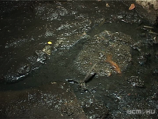 От канализации до губернатора, или как орловчане борются за чистый воздух и сухой подвал 