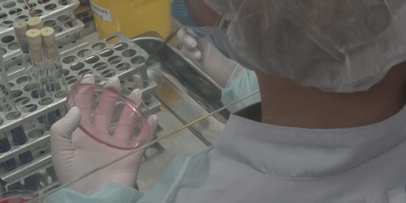 О закулисье фитосанитарной лаборатории