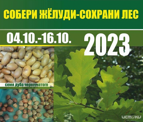 В Орловской области проходит экологическая акция «Собери жёлуди – сохрани лес»
