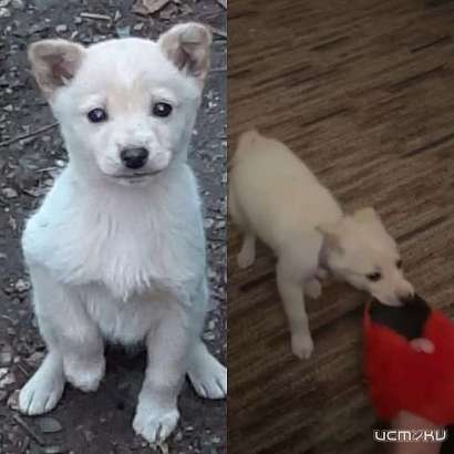 Брошенный к Ж/Д путям щенок нашёл себе дом