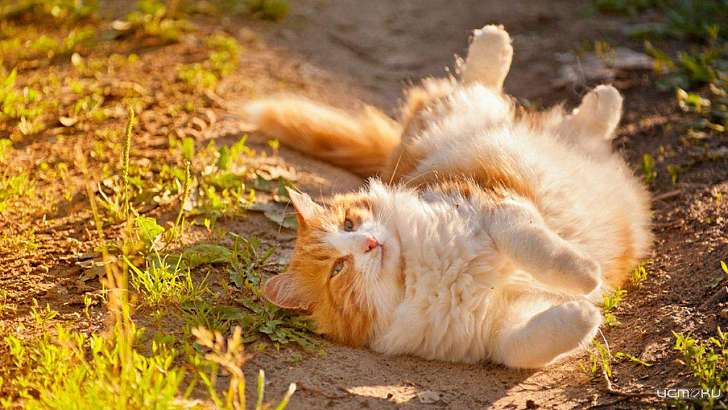 Понедельник будет самым тёплым днём на этой неделе