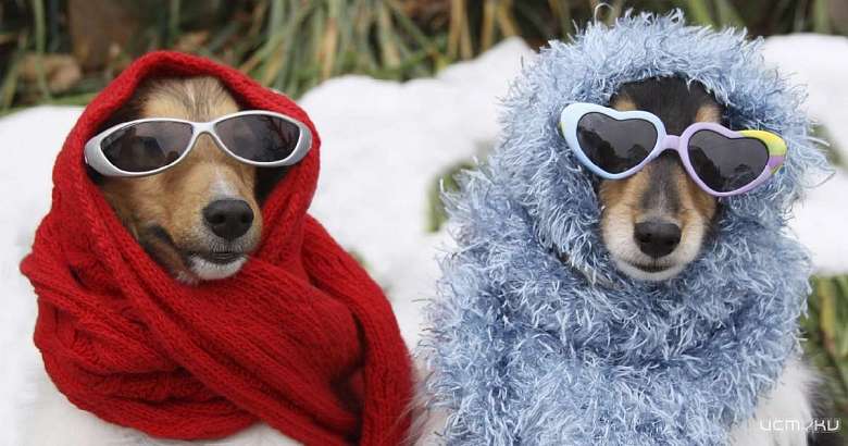 Холод и даже снег: жителей Центральной России пугают ультраполярным вторжением