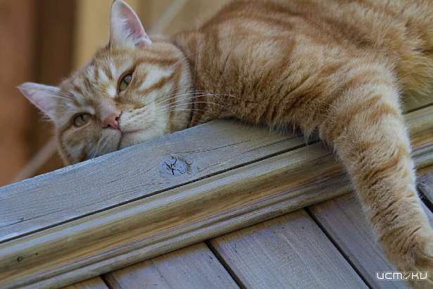 Сегодня орловчан ждет последний самый жаркий день этого лета