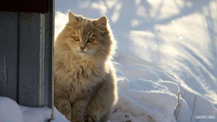 Хмуро и морозно: погода в Орле на 29 декабря