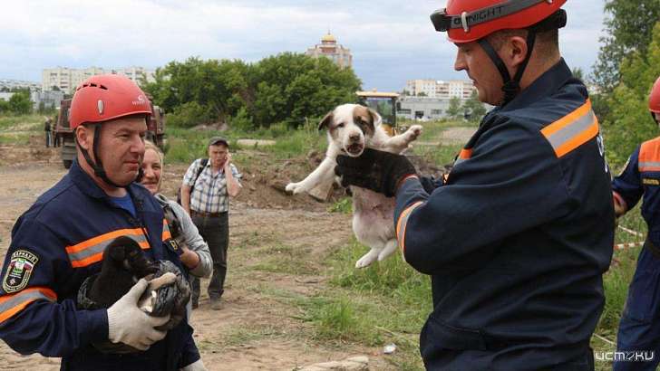 Орловчане поблагодарили сотрудников МЧС за вызволение щенка, который застрял в строительном мусоре