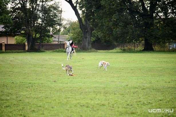 В Спасском-Лутовиново состоялась охота