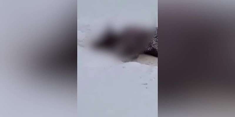 Два браконьера из Брянска застрелили орловских зубров