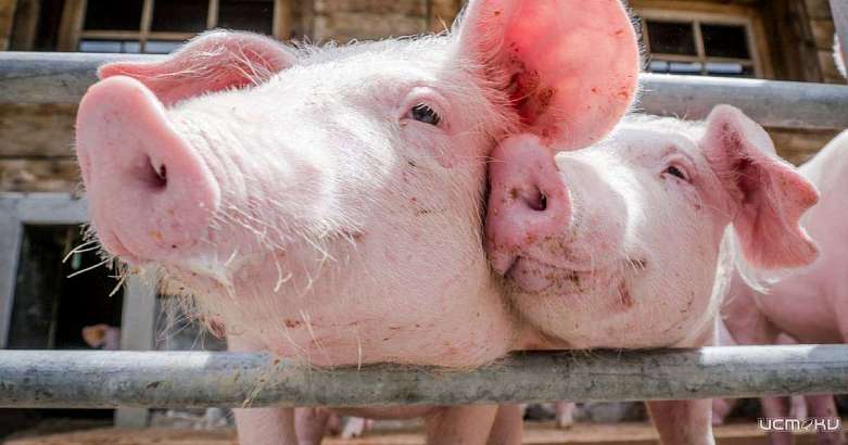 В Дмитровском районе свиней ООО «Мираторг-Курск» отправят на убой