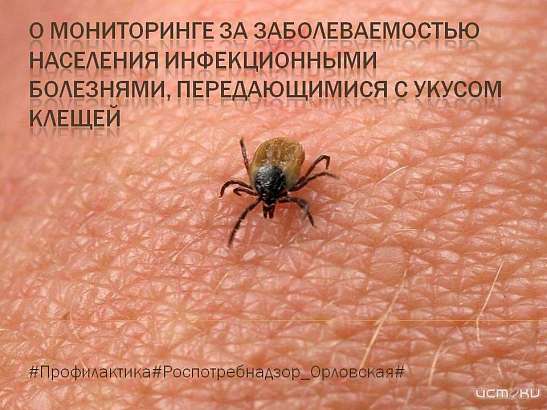 В Орловской области клещи продолжают свою активность