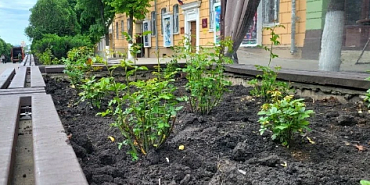 В Орле высадят 1000 роз. В центре.
