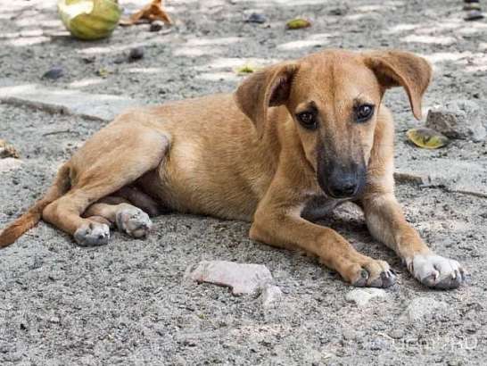 Неравнодушные орловчане могут помочь бездомным животным