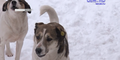 Бродячие собаки в Орле: угроза растёт, а решения нет