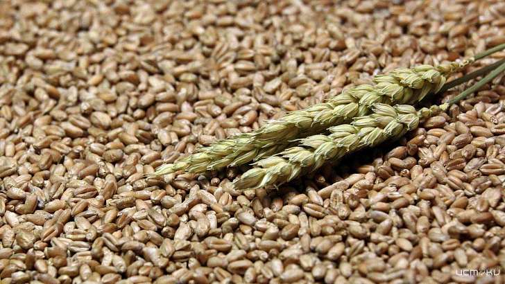 В Орловской области полицейского поймали на краже 35 тонн зерна у ИП