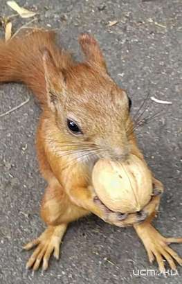 В Орле появилась белка-фотомодель