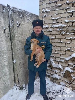 Мценские спасатели освободили щенков из бетонного плена