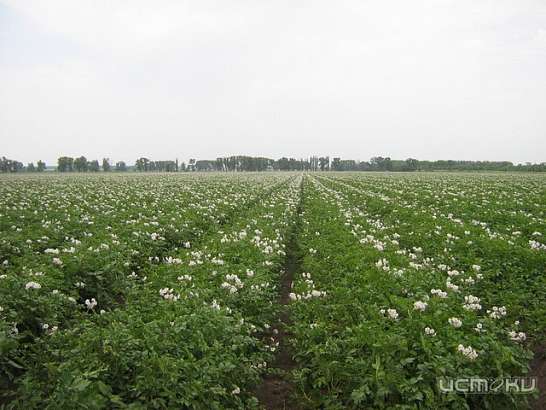 Отходы хранят прямо на производственных полях