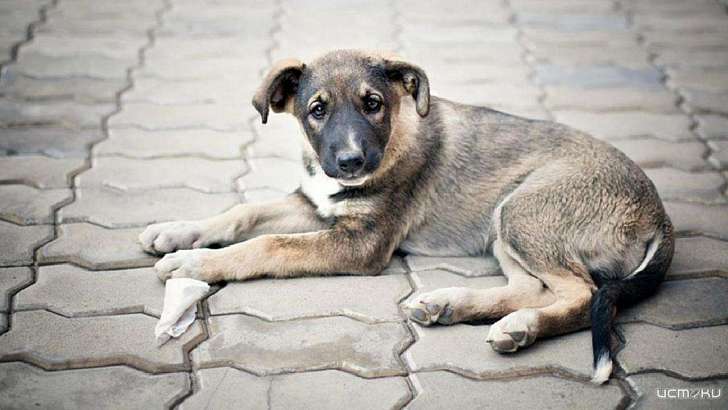 После ЧП в Северном районе Орла займутся срочным отловом бродячих собак