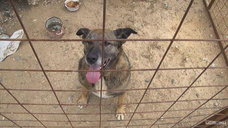 В мэрии обсудили, кто в ответе за агрессивных собак на улицах Орла