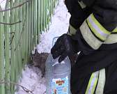 Видео спасения кошки, пострадавшей при пожаре