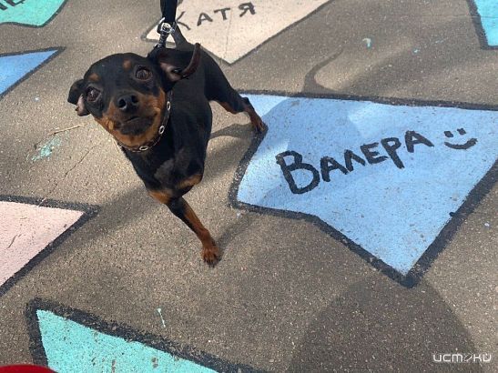  1 мая на Орловщине пройдет зоозабег. Один из участников- трехлапый Валерий.
