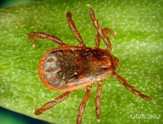 На Орловщине более 40 человек пострадали от укусов клещей