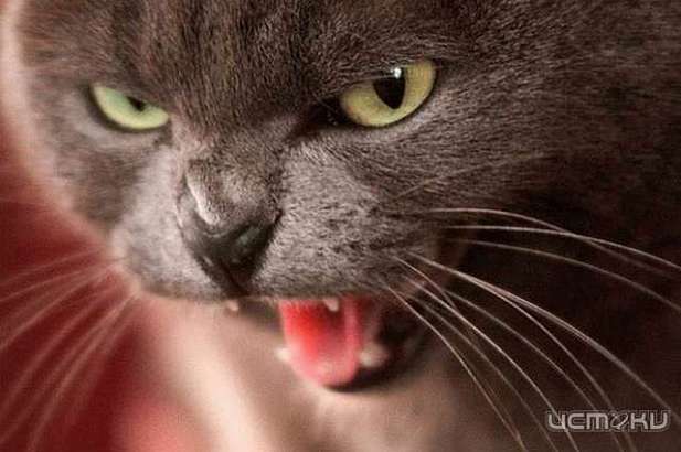 Бешеные кошки атакуют Орловщину