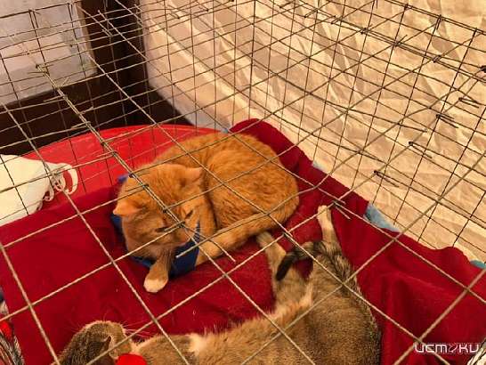 «Счастье рядом»: в эти минуты в Орле проходит выставка бездомных животных