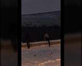 На видео попал момент похищения птиц с акватории реки в Орле