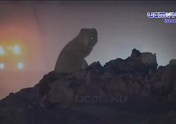 Откройте для себя Таймыр: фотовыставка Дениса Гаськова открылась в Доме‑музее В. А. Русанова - бесплатно и увлекательно!