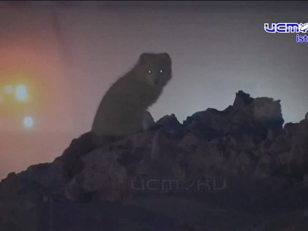 Откройте для себя Таймыр: фотовыставка Дениса Гаськова открылась в Доме‑музее В. А. Русанова - бесплатно и увлекательно!