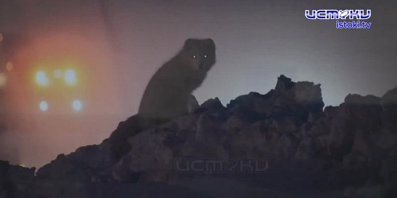 Откройте для себя Таймыр: фотовыставка Дениса Гаськова открылась в Доме‑музее В. А. Русанова - бесплатно и увлекательно!