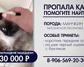 Пропала кошка по кличке Кая. Помогите найти!
