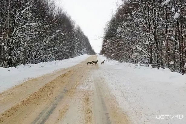Администрация "Орловского полесья" предупреждает, что животные выбегают на дорогу 