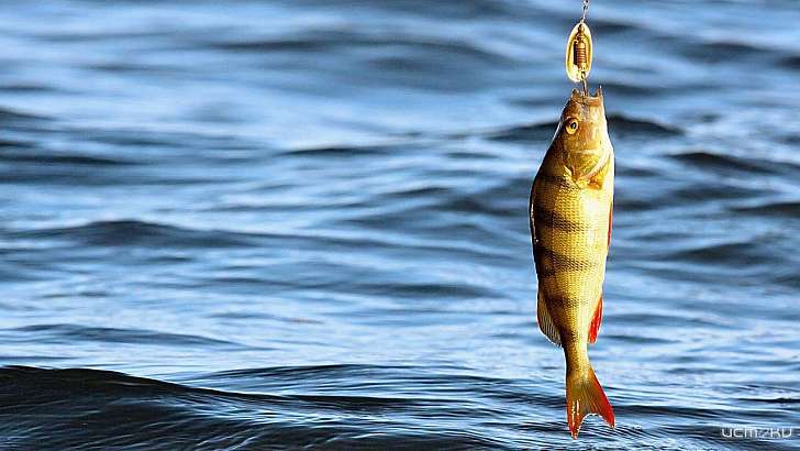 Орловчанам до 10 июня запрещено ловить рыбу