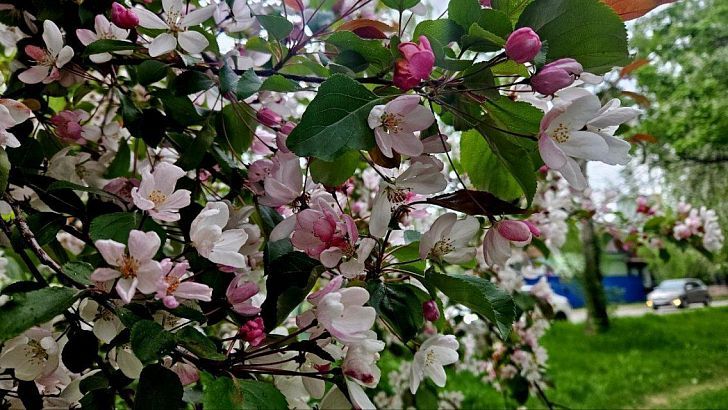 Двойной удар аллергии: почему сезон поллиноза 2025 года стал особенно сложным для аллергиков