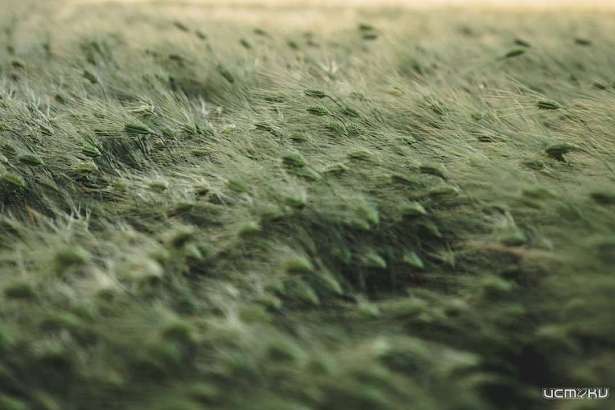 На Орловщине прогнозируется усиление ветра с порывами до 18м/с