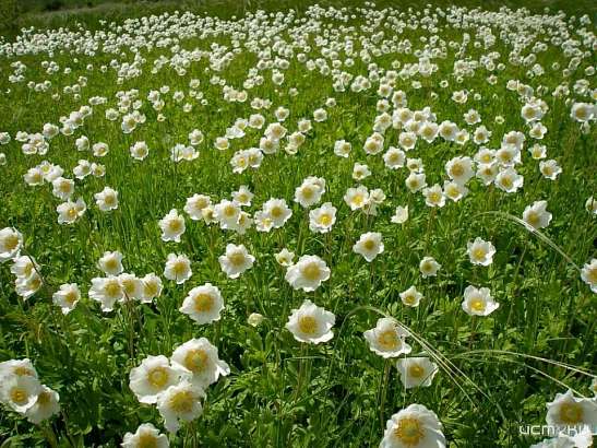 На фестивале «Будущее в цветах» символом Орловской области станет анемона или ветреница лесная